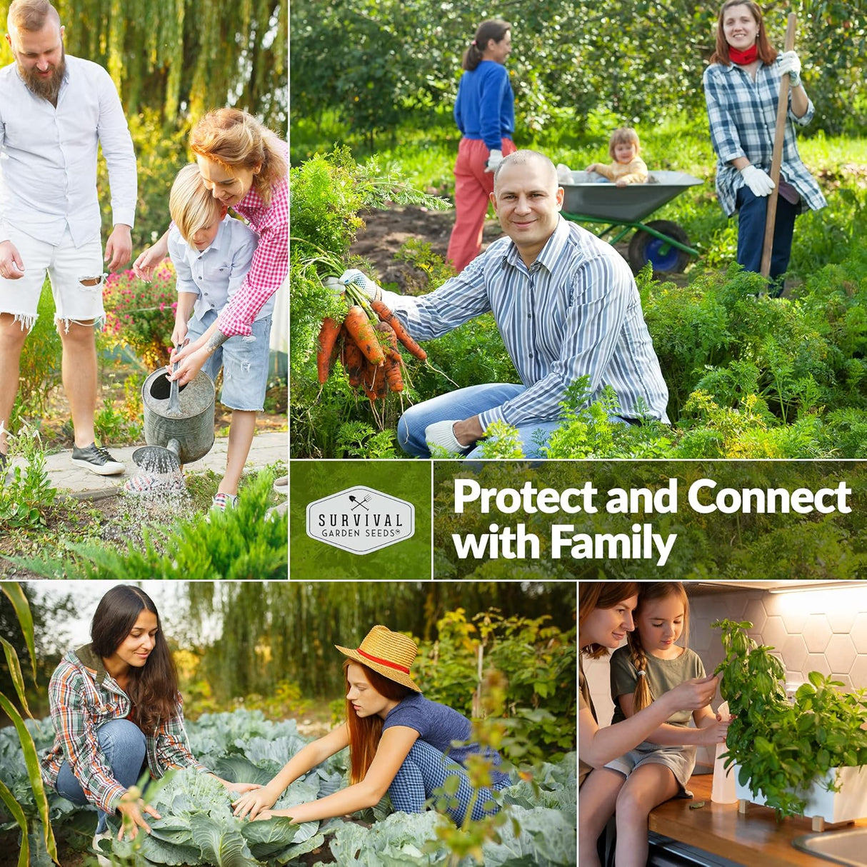Semillas de Repollo Dutch - Survival Garden - No GMO, Heirloom