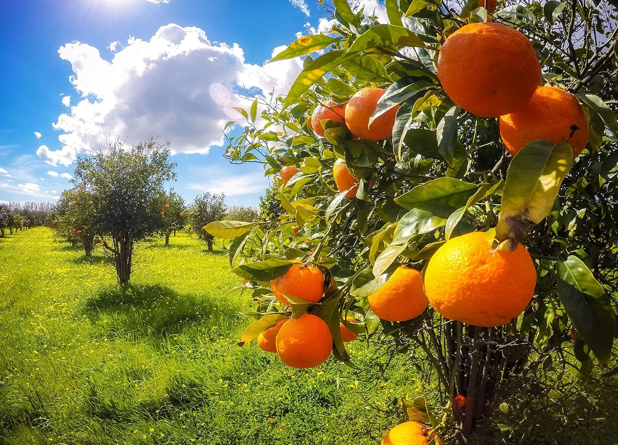 Manteca Corporal Hidratante con Naranjas Sanguinas Sicilianas