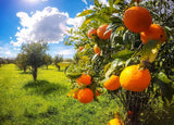 Manteca Corporal Hidratante con Naranjas Sanguinas Sicilianas