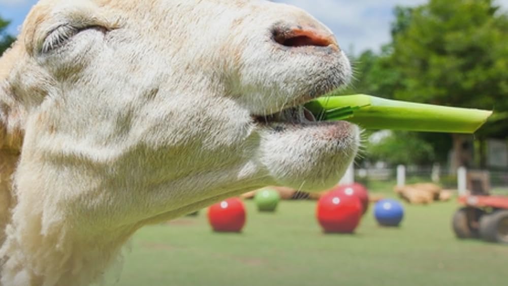 Vitamina vegana D  para la salud ósea