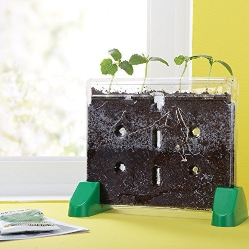 Perspectivas Educativas Sprout and Grow Window