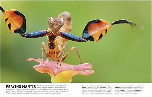 El Libro De Animales Una Enciclopedia Visual De La Vida