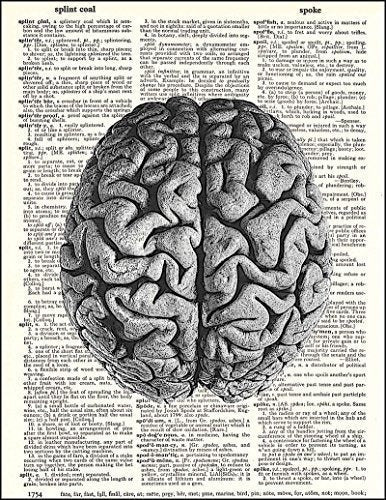 Cerebro Humano Anatómico: Impreso En Un Papel