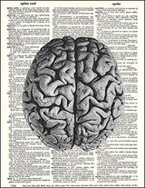Cerebro Humano Anatómico: Impreso En Un Papel