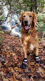 Botas para perros