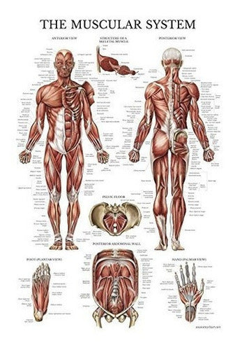 Cartel Anatómico Del Sistema Muscular -