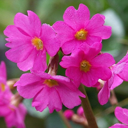 Acondicionador suavizante Babo Botanicals, Berry Primrose