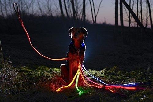 Correa Led Para Perros - Usb Recargable
