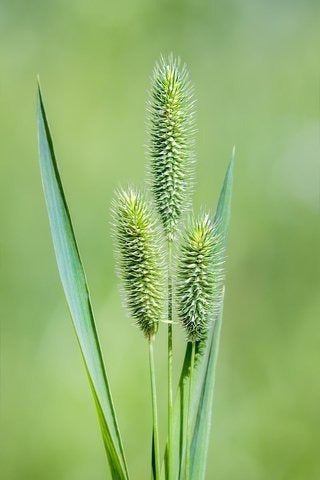 Timothy Grass Seed Climax 1 Libra Oolam