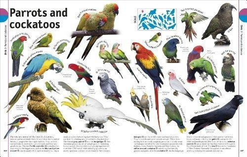 El Libro De Animales Una Enciclopedia Visual De La Vida