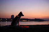 Correa Led Para Perros - Usb Recargable