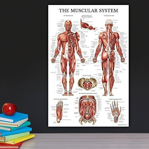 Cartel Anatómico Del Sistema Muscular -