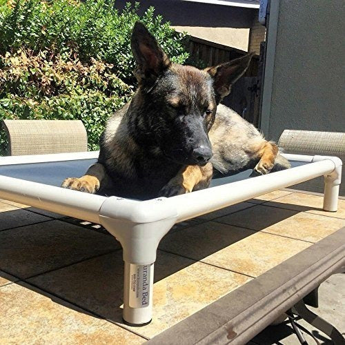 Kuranda Almond Pvc Chewproof Cama Para Perros  Grande
