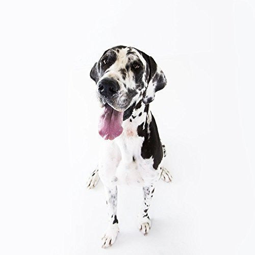 Cama Para Perros Blue & Sherpa Bagel De 40 Pulgadas
