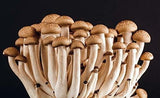 Agar extracto de malta  deshidratado
