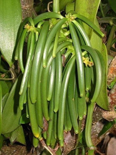 25 granos de vainilla grado B de extracto de Tahití 4 6