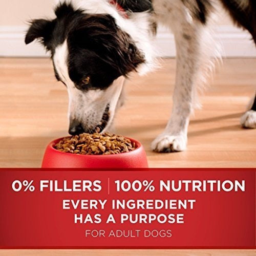 Alimento Para Perros Seco Para Adultos