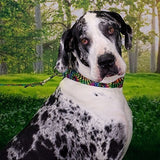 Country Brook Petz - Juego De Collar Y Correa Para Perros