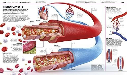 ¡Cuerpo Humano!