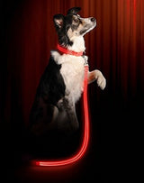 Correa Led Para Perros - Usb Recargable