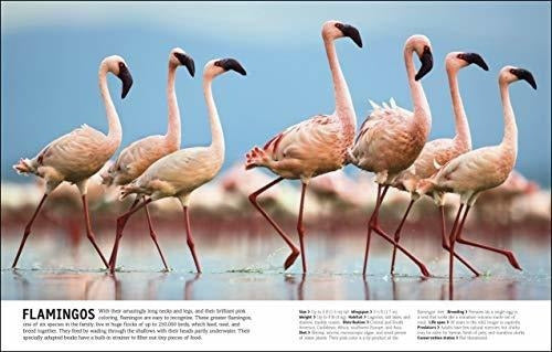 El Libro De Animales Una Enciclopedia Visual De La Vida