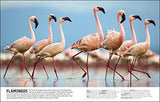 El Libro De Animales Una Enciclopedia Visual De La Vida