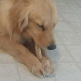 TRATAMIENTO DENTAL DE PERROS