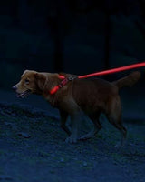 Correa Led Para Perros - Usb Recargable