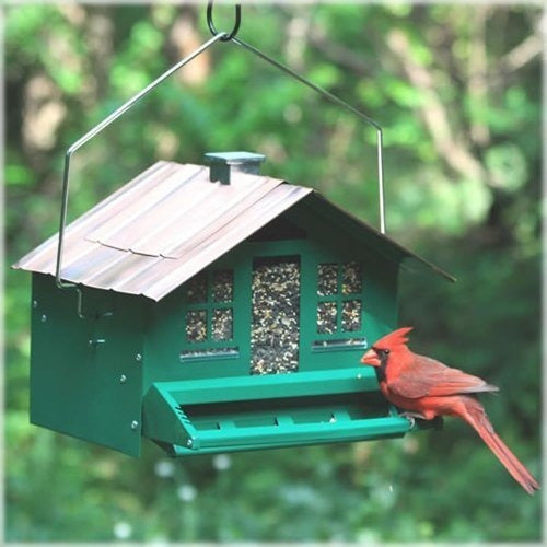 Aves Alimentadores