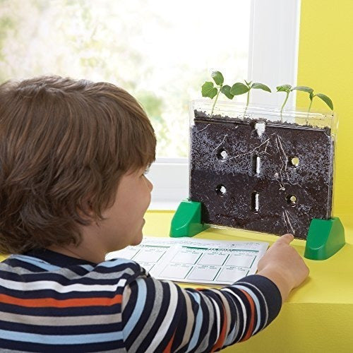 Perspectivas Educativas Sprout and Grow Window