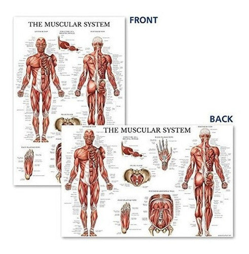 Cartel Anatómico Del Sistema Muscular -