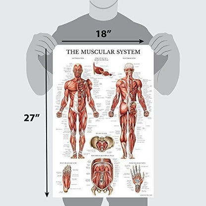 Cartel Anatómico Del Sistema Muscular -