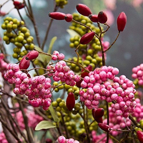 Acondicionador suavizante Babo Botanicals, Berry Primrose