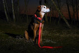 Correa Led Para Perros - Usb Recargable