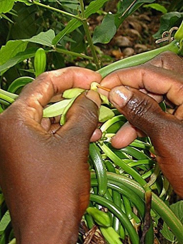 25 granos de vainilla grado B de extracto de Tahití 4 6