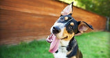 Suplementos Antiinflamatorio  Para Mascotas